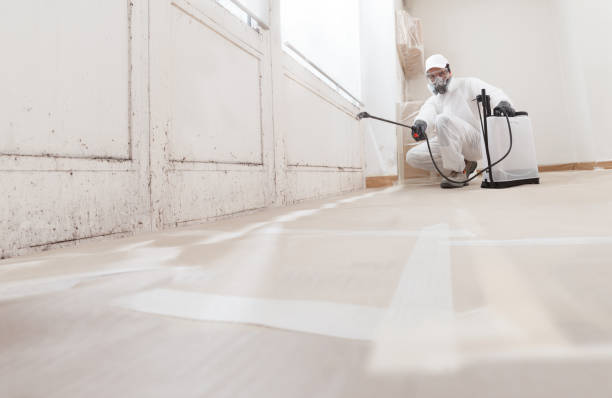 Black mold remediation team in Havertown